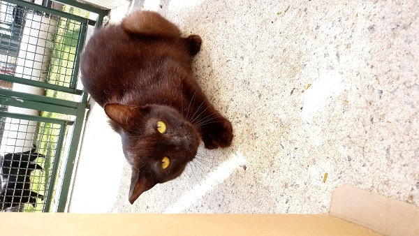#PraCegoVer: Fotografia do gato Abelardo, ele está deitado e encolhido no chão enquanto é fotografado. Sua cor é preta e seus olhos são verdes.